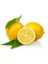 Limon Bonesi / 100 Adet / Bitki Çayı Bonesi 2