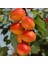 Tüplü Aşılı Aldeniz Perfect Red Cinsi Kayısı Fidanı +80CM 1