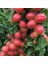 Tüplü Aşılı Aldeniz Perfect Red Cinsi Kayısı Fidanı +80CM 3