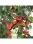 Tüplü Aşılı Aldeniz Perfect Red Cinsi Kayısı Fidanı +80CM 4