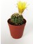 Toptan Kaktüs Notocactus Summammulasus Nadide Özel Tür Kaktüs Nadir Kaktüs 5.5 cm Saksıda 1