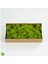 Trend Bahçe Reindeer Moss Lime Green Şoklanmış Norveç Yosunu 2