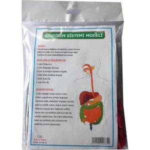 Sindirim Sistemi Modeli
