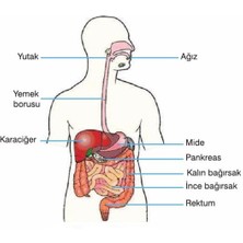 Bozkırlı Sindirim Sistemi Modeli