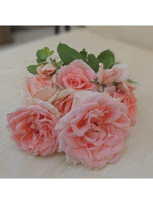 Berke Fidancılık Tüplü Yediveren Kokulu Scheinla Lila Katlı Gül Fidanı