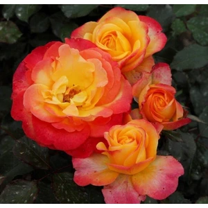 Berke Fidancılık Tüplü Yediveren Oh Happy Day Kokulu Gül Fidanı