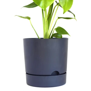 Leo Garden Begonya 5 Lt Saksı