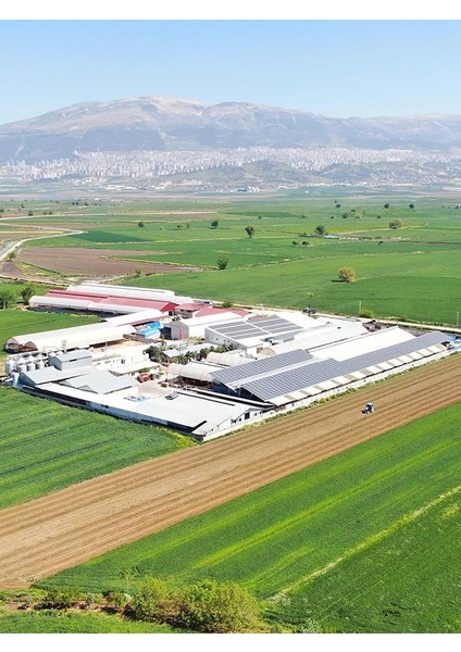 Keçi Sütlü Maraş Sıkma Peyniri 500 gr indirimleri