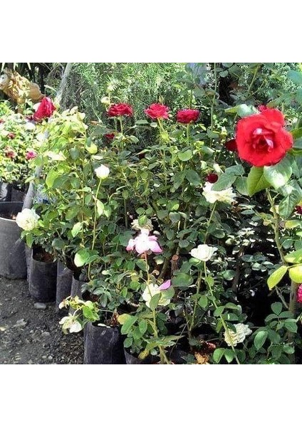 Tüplü Roter Drache Yediveren Gül Fidanı
