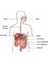 Sindirim Sistemi Modeli 2