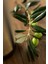Yeşil Zeytin 600 gr 4