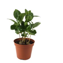 Betonish - Ev Bitkisi - Coffea Arabiaca