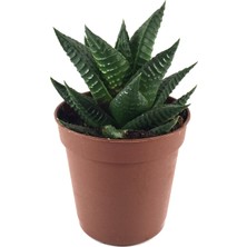 Betonish - Sukulent - Haworthia Limifolia 1