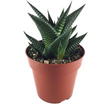 Betonish - Sukulent - Haworthia Limifolia 2