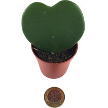 Betonish - Sukulent - Hoya Kerrii