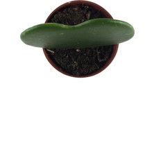 Betonish - Sukulent - Hoya Kerrii