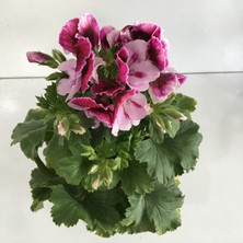 Armenbotanik Ceylangözü-Sardunya Çiçeği -Pelargonium