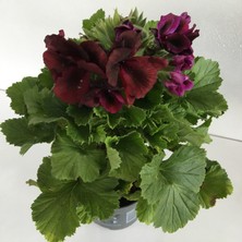 Armenbotanik Ceylangözü-Sardunya Çiçeği -Pelargonium