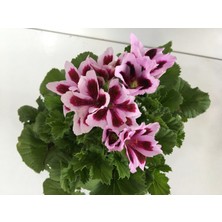 Armenbotanik Ceylangözü-Sardunya Çiçeği -Pelargonium