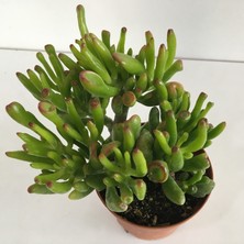 Armen Büyük Boy Crassula Ovata Gollum Para Çiçeği