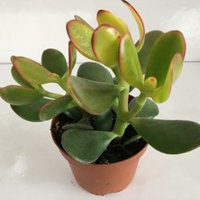 Armen Büyük Boy Crassula Ovata Sunset Para Çiçeği