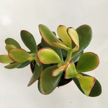 Armen Büyük Boy Crassula Ovata Sunset Para Çiçeği