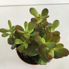 Armen Büyük Boy Crassula Ovata Para Çiçeği