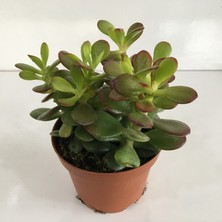 Armen Büyük Boy Crassula Ovata Para Çiçeği