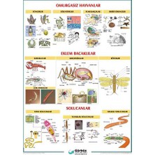 Gürbüz Omurgasız Hayvanlar Levhası 70x100 cm 33083