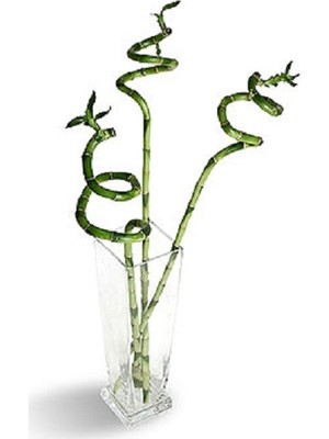 Berceste Peyzaj Bambu, Bamboo Şans Mutluluk Feng Shui 60 Cm 5 Adet Ev Bitkisi, Ofis Salon Bitkisi