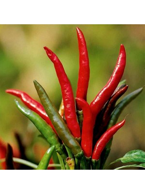 Fide Sepeti Acısüs Biber Tohumu 10gr 1 Paket