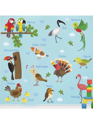 Color Casa Birds Names Kuş Adları İngilizce Montessori Sticker