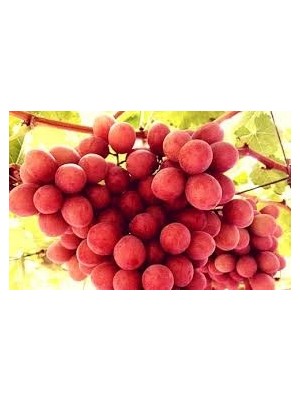 Doldur Sepete Crimpson Üzüm Fidanı Çekirdeksiz Tüplü