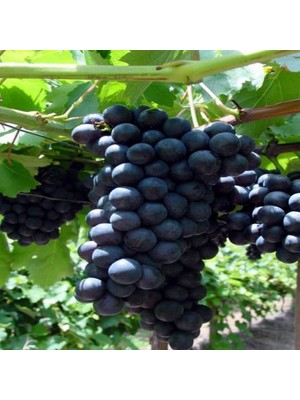 Doldur Sepete Alphonse Üzüm Fidanı Tüplü