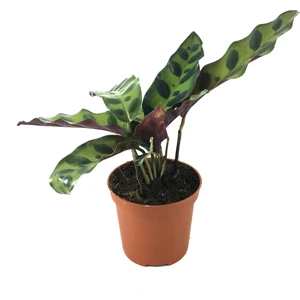 - Calathea Lancifolia (Dua Çiçeği)
