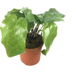 - Calathea Musaica ‘Network’ (Dua Çiçeği)