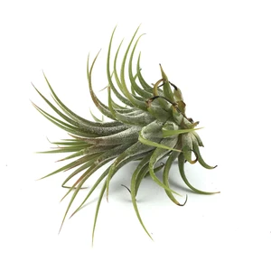 - Hava Bitkisi - Tillandsia Harrisii
