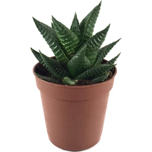 - Sukulent - Haworthia Limifolia 1