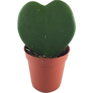 - Sukulent - Hoya Kerrii