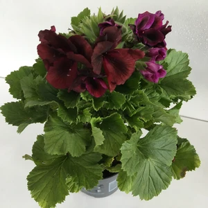 Armenbotanik Ceylangözü-Sardunya Çiçeği -Pelargonium