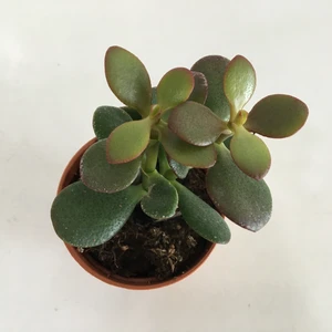 Crassula Ovata Para Ağacı