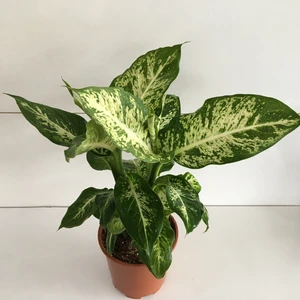 Armenbotanik Difenbahya Mars - Çilli Difenbahya Bitkisi