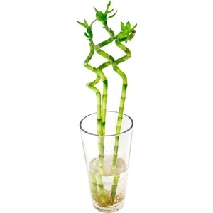 Berceste Peyzaj Bamboo 60 Cm 3 Adet, Şans Bereket Bambu Ev Bitkisi, Salon Ofis Bitkisi
