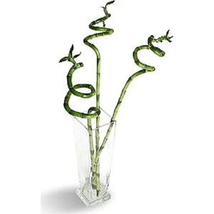 Berceste Peyzaj Bambu, Bamboo Şans Mutluluk Feng Shui 60 Cm 5 Adet Ev Bitkisi, Ofis Salon Bitkisi