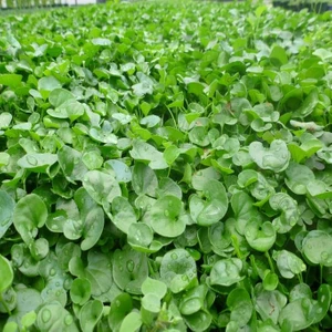 Green King Fare Kulağı Çim Tohumu 500 g