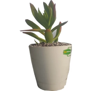 Toru Bahçe Gerçek Para Ağacı Çiçeği Dolgun Crassula Ovata Şans Bereket Çiçeği 15 cm