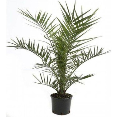 tunc botanik palmiye fidani phoneix roebelenii fiyati