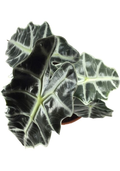 - Alocasia Amazonica 'Polly' (Fil Kulağı)