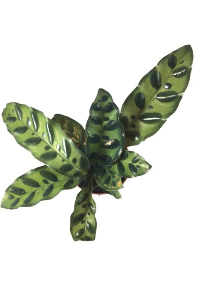 - Calathea Lancifolia (Dua Çiçeği)