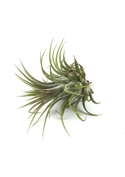 - Hava Bitkisi - Tillandsia Harrisii